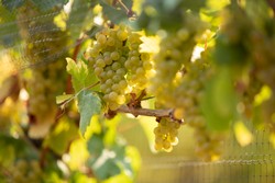 Vineyard Crop Estimation - English