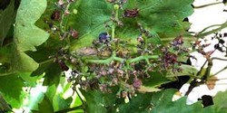 Vineyard Pest Identification & Scouting - Spanish